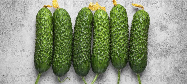 Fresh raw organic farmer cucumbers with leafs arranged on grey rustic stone background top view, healthy cucumbers in balanced nutrition and cooking concept, food photography, food photography