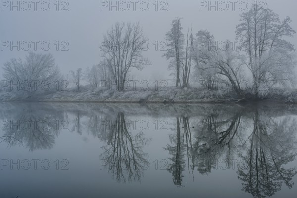 Foggy river with trees in winter, tree-lined banks are reflected in the water, Bogen, Lower Bavaria