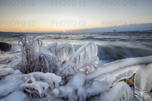 Icy coast with sunrise and moving water, frozen plants in the foreground, Hörnle, Constance, Lake Constance, Baden-Württemberg, Germany, Europe