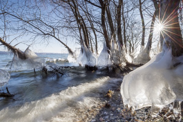 Icy trees at the water's edge with an impressive play of light, Hörnle, Constance, Lake Constance, Baden-Württemberg, Germany, Europe