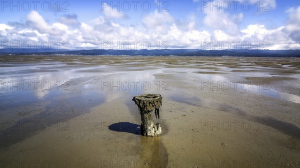 Old Piling in Humboldt Bay at Low Tide, California, USA, North America