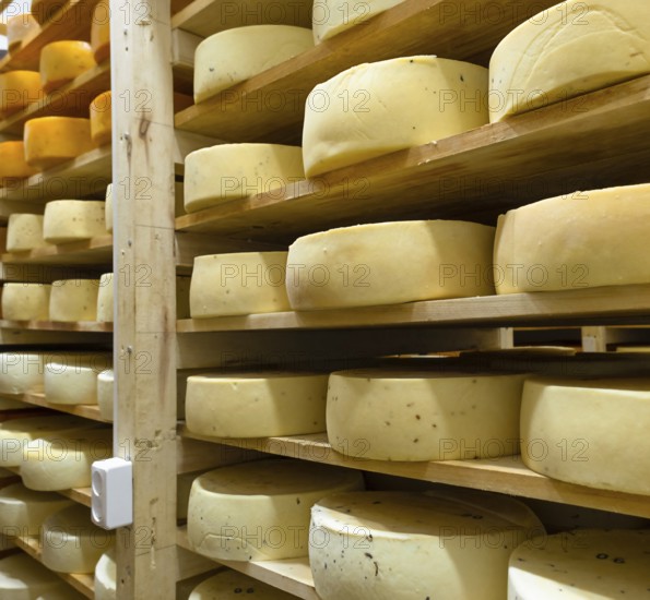 Round cheese heads in the cheese factory lie on the shelves of the racks in the storage for maturation. Production of natural cheese, food warehouse