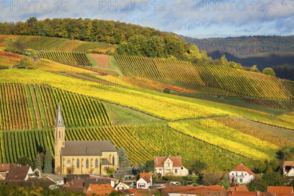 Vineyards with autumn colors, Pfalz, Germany, Europe