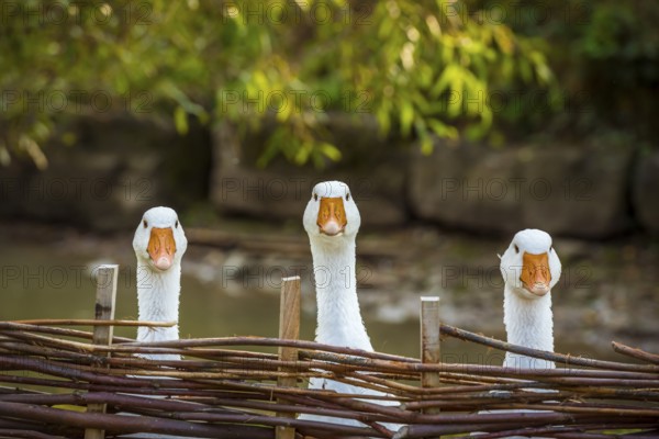 Funny image with three domestic geese behind a wattled fence, looking in the same direction