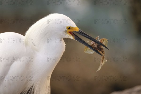 Wild Egret on the Atlantic Ocean, Florida, USA, North America