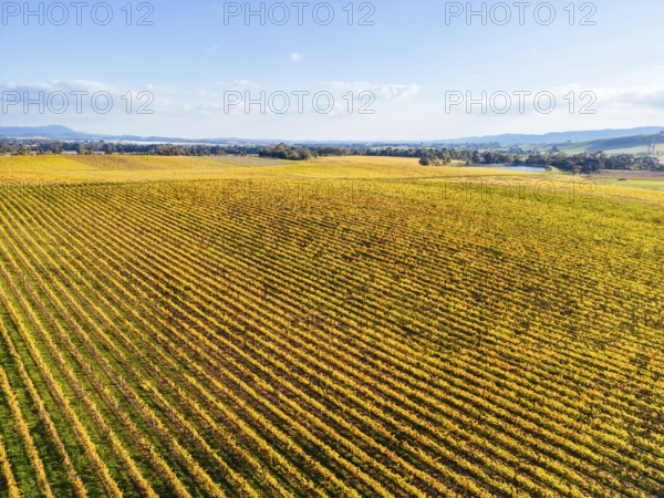 Late afternoon autumn sun over vines in the Yarra Valley near Yarra Glen, Victoria, Australia, Oceania