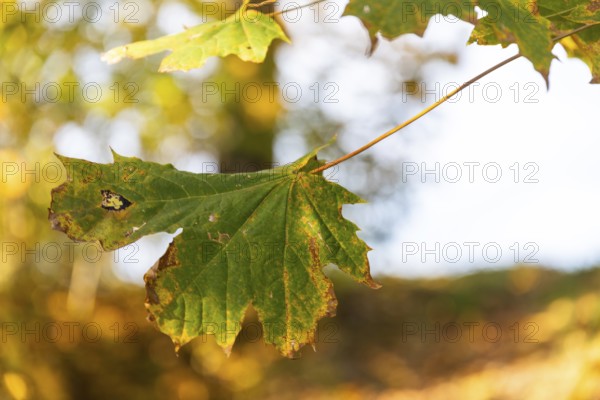 Autumn leaves, Brunn am Wald, Lower Austria, Austria, Europe