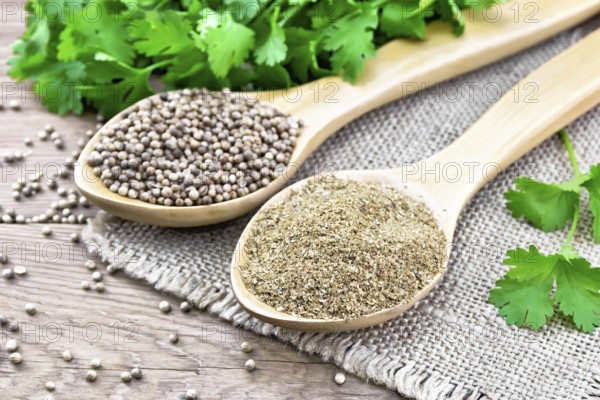 Coriander seeds and ground in two spoons on burlap, fresh cilantro on a wooden board background