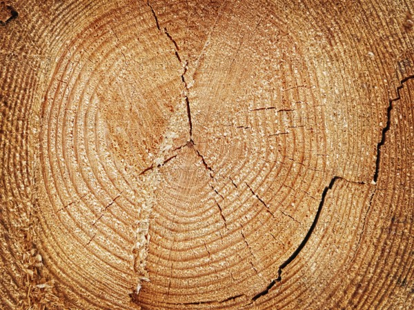 Cutoff log with the growth rings
