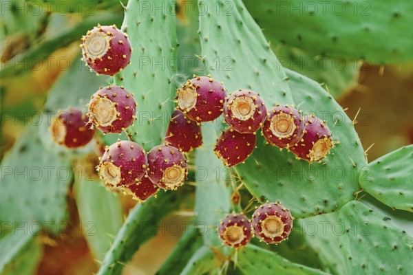 Opuntia, commonly called prickly pear, with fruits Balchik, Bulgaria, Europe