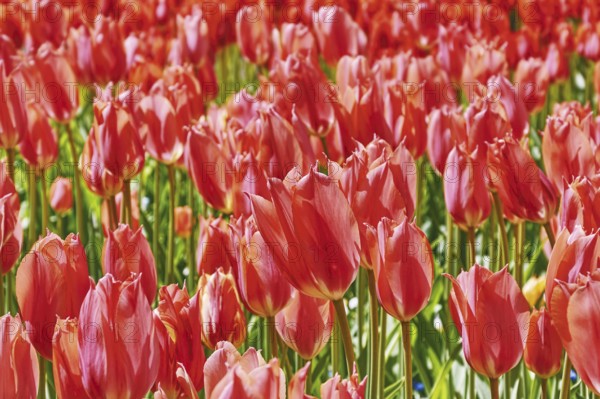 Background of Red Tulips Flovers (Shallow DoF) Keukenhof, Netherlands