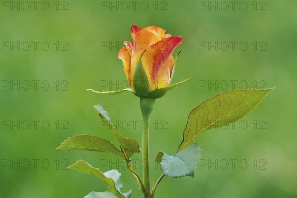 Rose flower over the green background Bulgaria