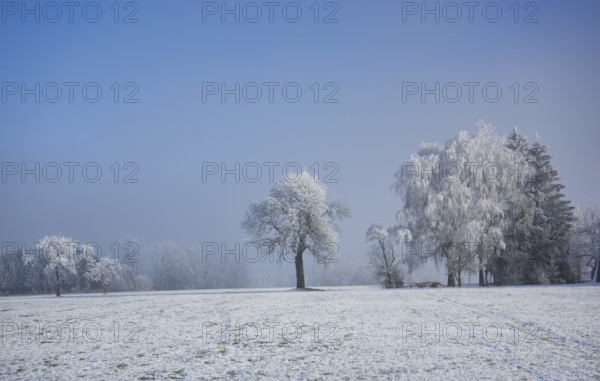 Trees covered with frost, somewhere in Upper Swabia, Baden-Württemberg, Germany, Europe