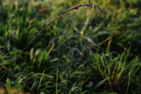 A filigree spider's web hangs from a blade of grass and glistens in the morning sun, Danube, Bogen, Lower Bavaria
