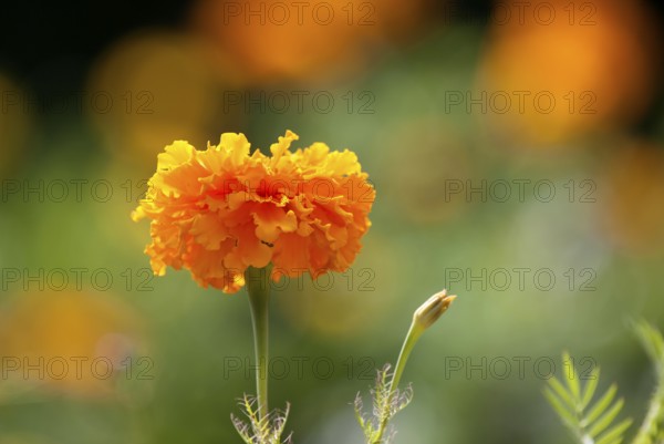 Close Up Flowers in Garden macro lens