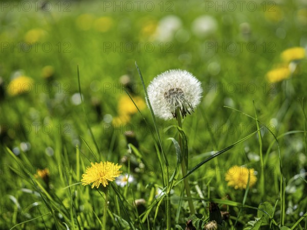 Dandelion (Taraxacum), dandelions, in a meadow, Offenbach am Main, Hesse, Germany, Europe