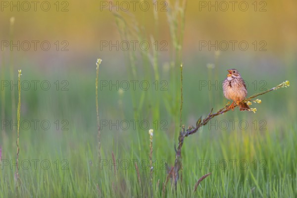 Corn Bunting, Miliaria calandra, Emberiza calandra, Bruant proyer, Triguero, Bad D¸rkheim district, Erpolzheim, Rhineland-Palatinate, Germany, Europe