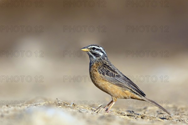 Mountain bunting, (Emberiza tahapis), African bunting species, Ayn Tobroq and Ayn Athum junction, Salalah, Dhofar, Oman, Asia