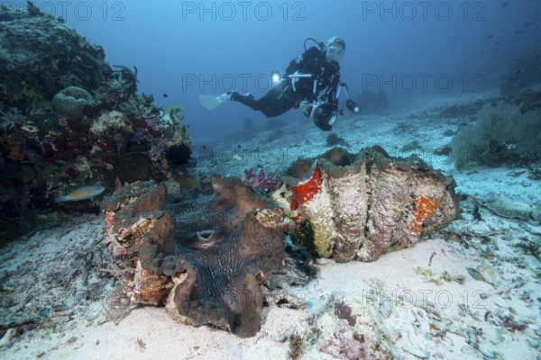 Giant clam and diver, Tridacna squamosa, Raja Ampat, West Papua, Indonesia | Giant Clam and Scuba diver, Indonesia, Asia