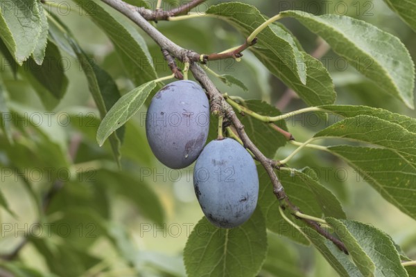 Plum (Prunus domestica 'Zum Felde'), Bundessortenamt Prüfstelle Wurz, Germany, Europe