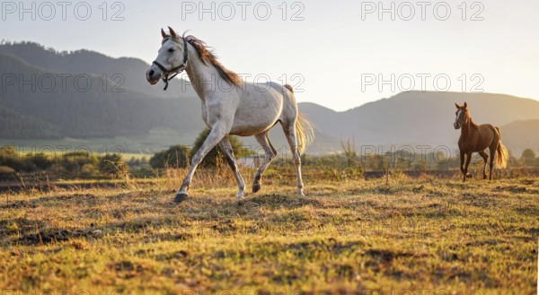 White Arabian horse walking on grass field another brown one behind, afternoon sun shines in background, Liptovsky Hradok, Slovakia, Europe