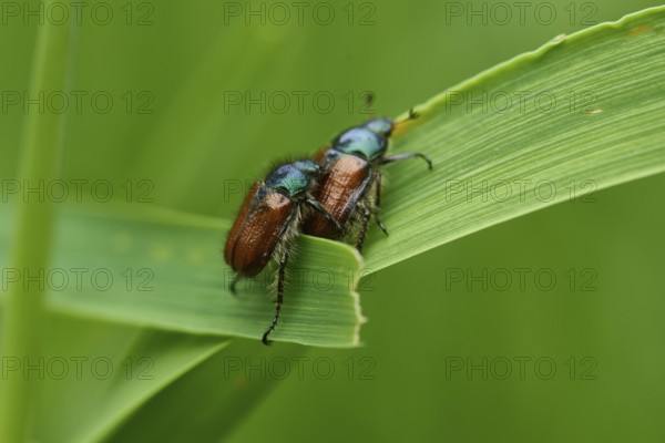 Phyllopertha horticola, or the Garden Chafer. bracken chafer (Phyllopertha horticola)