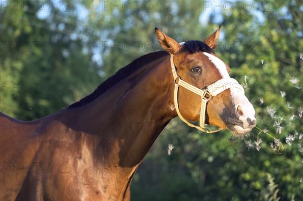Funny portrait of bay horse