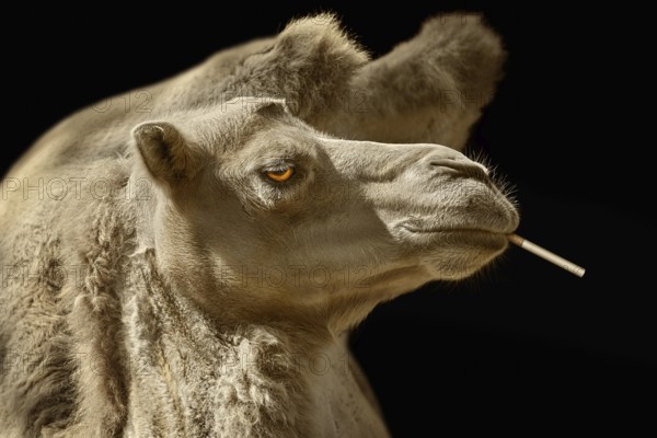 Portrait of Camel with Cigarette against Black Background Varna, Bulgaria, Europe