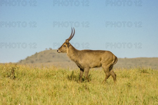 Male Kobus defassa, Tsavo, Kenya. A Male Kobus defassa, Tsavo, Kenya, Africa