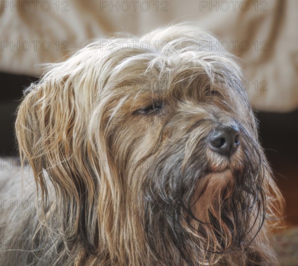 Portrait of a male tibetan terrier dog