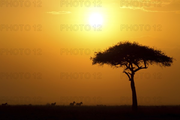 Dusk in the Masai Maria National Reserve with acacia tree and silhouettes of zebras, Keya, Africa Kenya