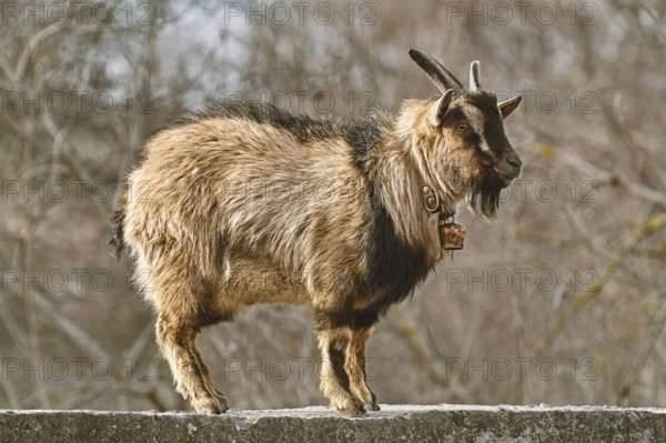 Horned billy goat standing on the fence Devnja, Varna, Bulgaria, Europe