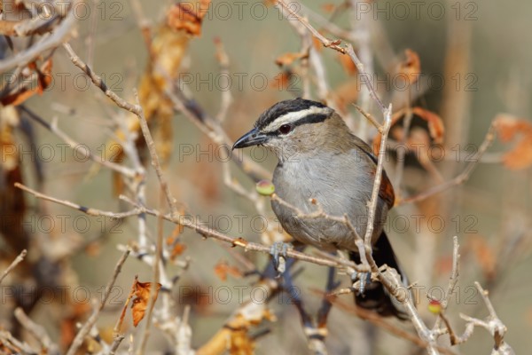 Senegal tchagra, black-shouldered tchagra, (Tchagra senegalus), Tchagra minutus, animals, birds, perching, Africa, Middle East, Bülbül family, Ayn Hamran, Salalah, Dhofar, Oman, Asia