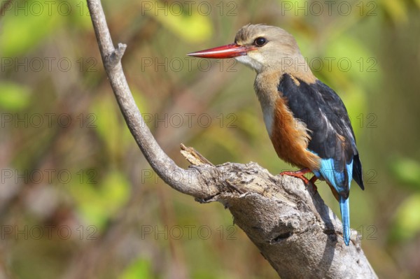 Grey-headed Kingfisher, Grey-headed Kingfisher, Tendaba camp / Tendaba photo hid, Kwinella, South Bank, Gambia, Africa