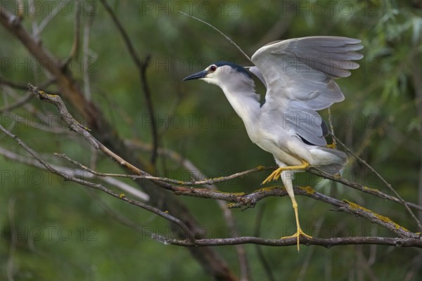 Black-crowned black crowned night heron (Nycticorax nycticorax), Bihoreau gris, HÈron bihoreau, Martinete Com?n, Ayn Razat, Salalah, Dhofar, Oman, Asia