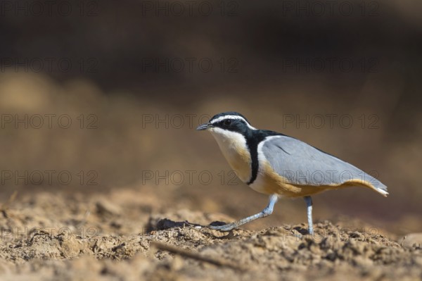 Crocodile-bird, (Pluvianus aegytpticus), Crocodile-bird, Egyptian Plover, Pluvian fluviatile, Pluvial, Njau area, Njau, North Bank, Gambia, Africa