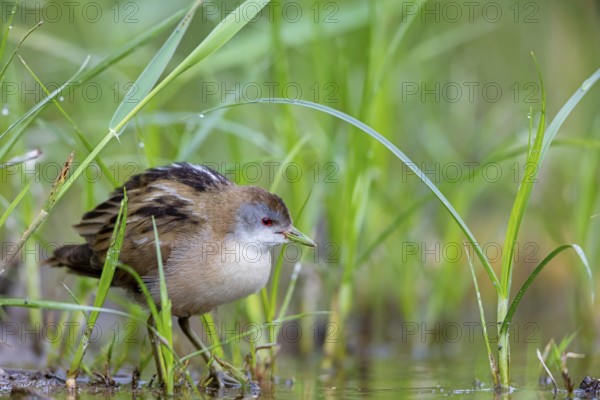 Lesser Crake (Porzana parva), juvenile, chick, Lesbos, Lesbos Island, Greece, Europe