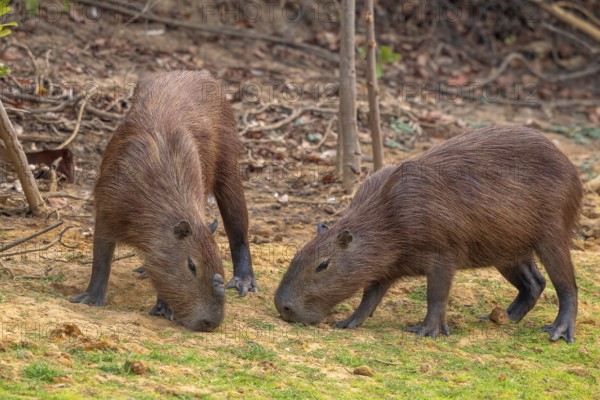 Capybara or capybara (Hydrochoerus hydrochaeris), 2 animals, Pantanal, inland, wetland, UNESCO Biosphere Reserve, World Heritage Site, wetland biotope, Mato Grosso, Brazil, South America