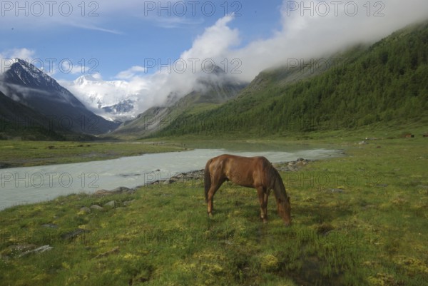 Horse among green grass in nature. Brown horse. Grazing horses in the village