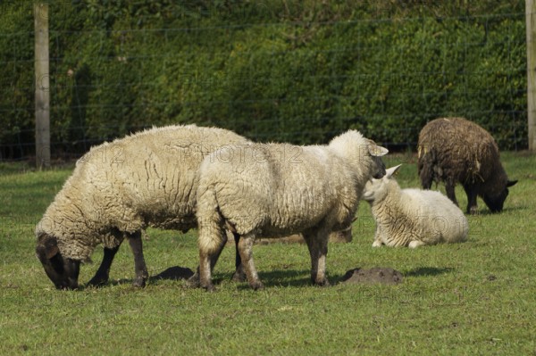 Sheep and lambs grazing and resting on a green meadow, borken, münsterland, germany