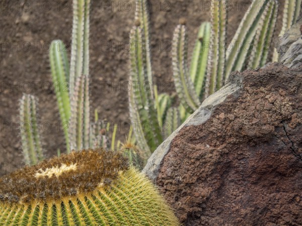 Close-up of a large round cactus next to a rock, Lanzarote, Canary Islands, Spain, Europe