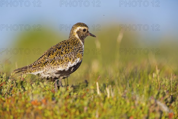 Golden plover, (Pluvialis apricaria), Charadrius apricaria, animals, birds, plover, plover family, biotope, habitat, wader, Norðurþing, Húsavík, Iceland, Europe