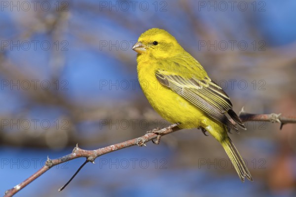 Yellow-bellied Seedeater, (Serinus flaviventris), Animals, Birds, Songbird, Nossob Campsite, Nossob, Northern Cape / Kgalagadi Transf, South Africa, Africa