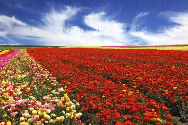 Boundless rural field with flowers red garden buttercups. Strong wind blows clouds across the sky. Flowers are grown for sale and trade