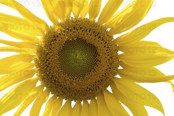 Closeup of sunflower isolated on white background