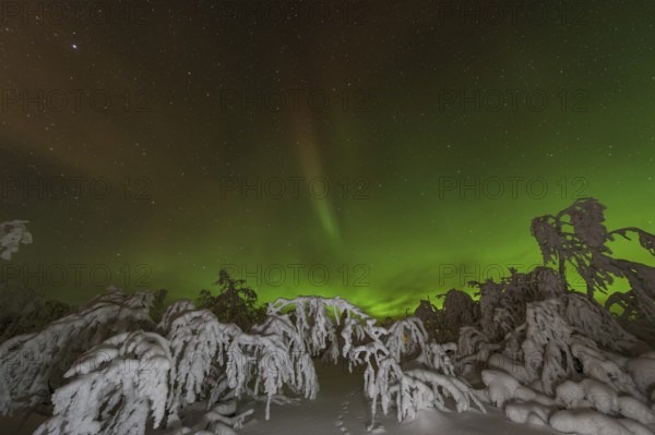 Northern Lights (Aurora borealis) over snowy landscape, Gällivare, Norrbotten, Lapland, Sweden, November 2012, Europe