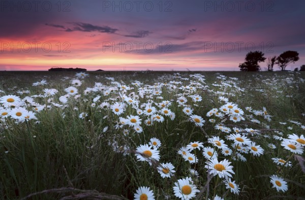 Sunset over chamomilr flowers field in summer, Groningen, Netherlands