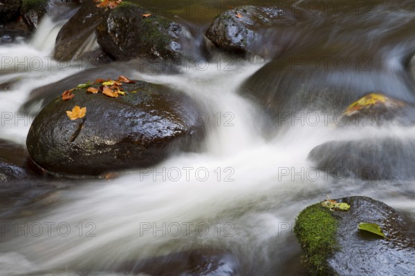 Wildbach, Torrent