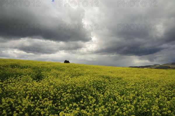 Beautiful grey clouds on a canola field in Tuscany