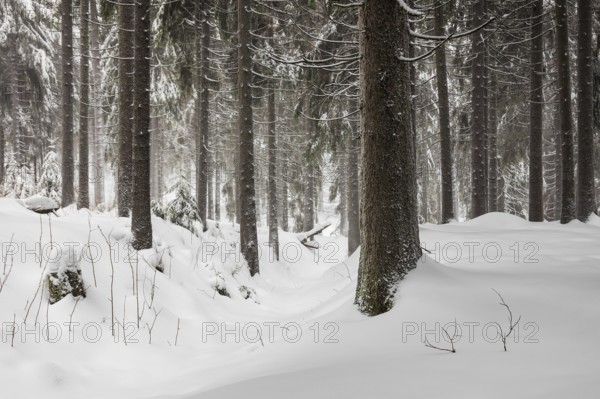 Winter with snow in the Thuringian Forest near Oberhof